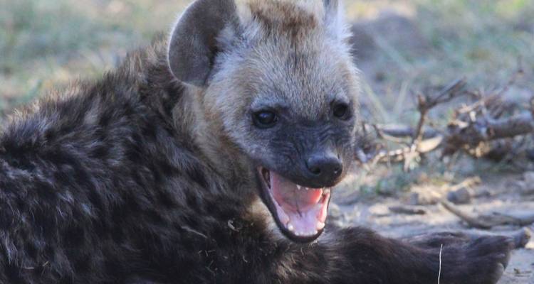 Safari por Kenia y natación Swala Pala - Accept Reisen 4