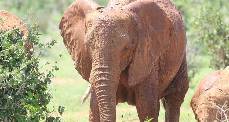Safari por Kenia y natación Swala Pala - Accept Reisen 6