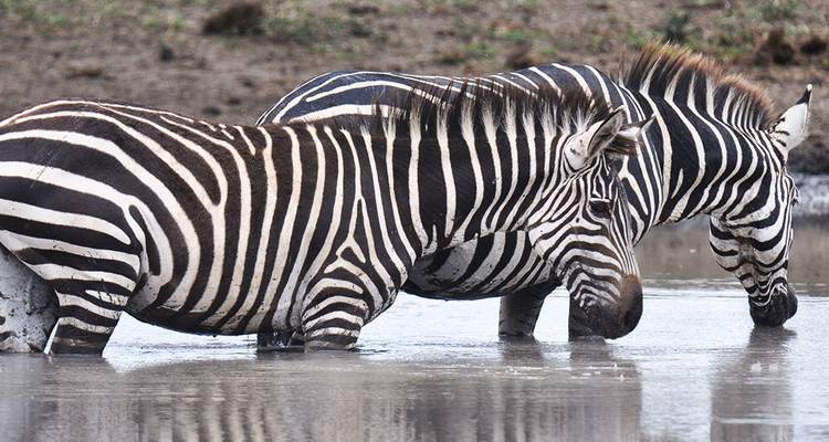 10 jours de safari en Tanzanie avec la grande migration des gnous et la traversée de la rivière Mara. - Hazzes Adventure 1