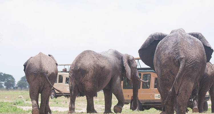 10 jours de safari en Tanzanie avec la grande migration des gnous et la traversée de la rivière Mara. - Hazzes Adventure 2