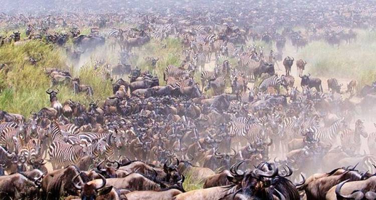 10 jours de safari en Tanzanie avec la grande migration des gnous et la traversée de la rivière Mara. - Hazzes Adventure 3