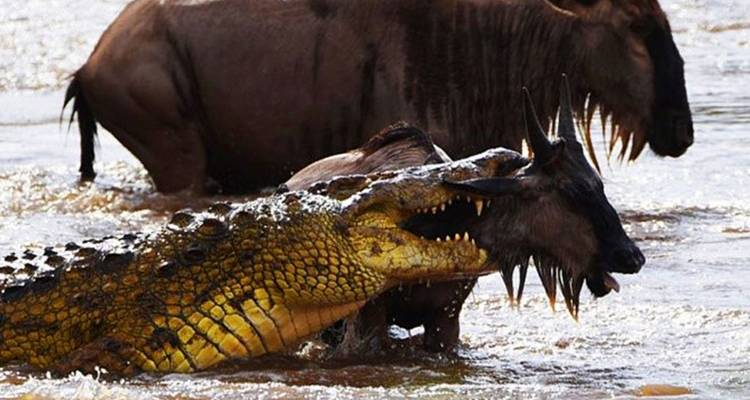 10 jours de safari en Tanzanie avec la grande migration des gnous et la traversée de la rivière Mara. - Hazzes Adventure 4