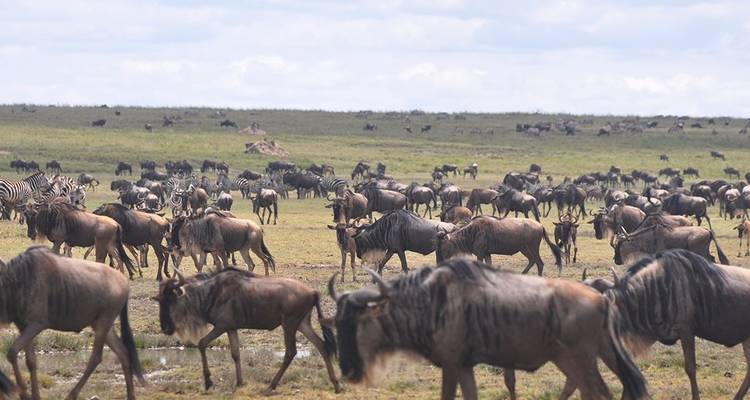 10 jours de safari en Tanzanie avec la grande migration des gnous et la traversée de la rivière Mara. - Hazzes Adventure 6