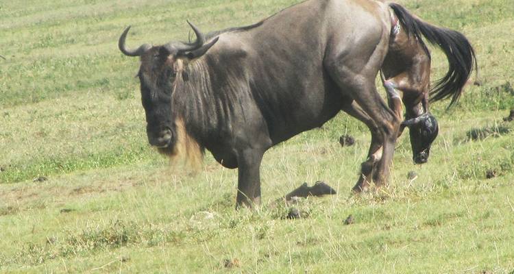 9 Days Wildebeest Migration Photography Safari - Hazzes Adventure 1