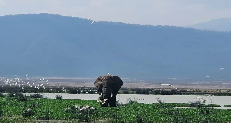 9 Days Wildebeest Migration Photography Safari - Hazzes Adventure 6