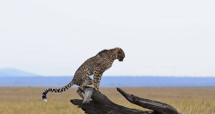 9 Days Wildebeest Migration Photography Safari - Hazzes Adventure 7