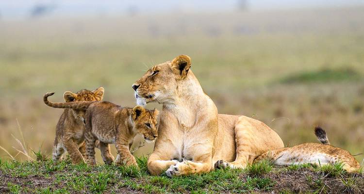 Lionne avec deux petits dans un paysage de savane en Tanzanie.