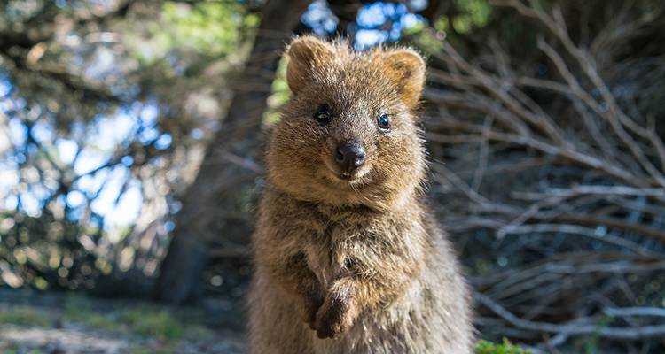 Best of Perth, Margaret River & Rottnest Island (from Perth to Fremantle) - Intrepid Travel 4