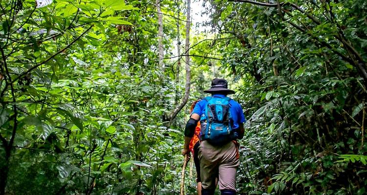 Excursionistas atravesando un sendero de selva tropical densa.