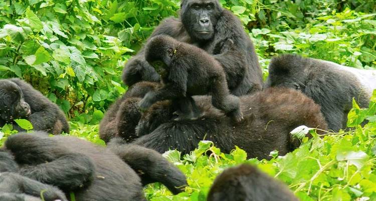 3 Days Uganda Gorilla Trekking Safari - Hazzes Adventure 2