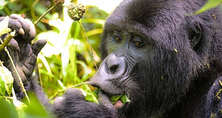 3 Days Uganda Gorilla Trekking Safari - Hazzes Adventure 3