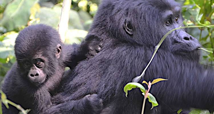 3 Days Uganda Gorilla Trekking Safari - Hazzes Adventure 4