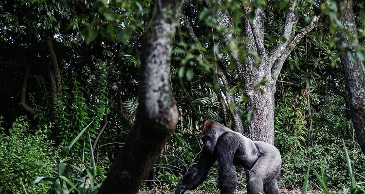 3 Days Uganda Gorilla Trekking Safari - Hazzes Adventure 6