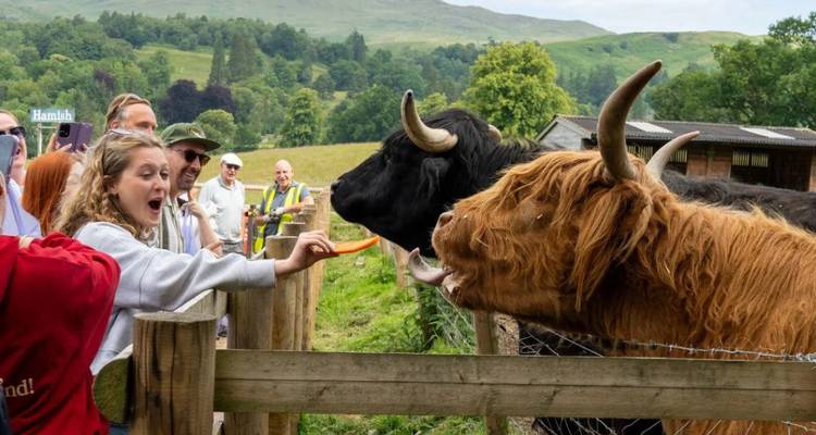 Des gens interagissant avec des vaches Highland près d'une clôture.