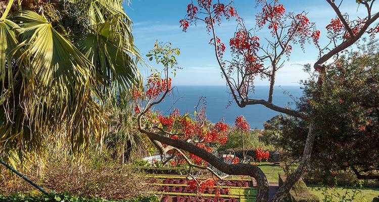 Madeira - The Pearl of the Atlantic - Just You 6