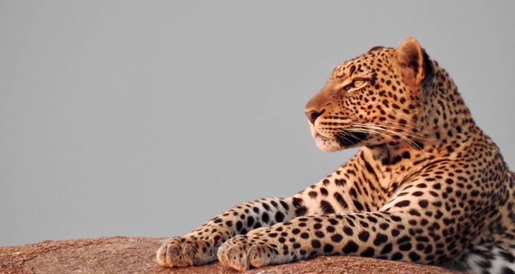 Leopard, der auf einem Felsen vor grauem Hintergrund ruht.