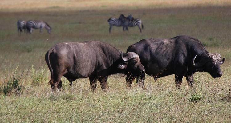 Büffel weiden in der Savanne mit Zebras im Hintergrund.
