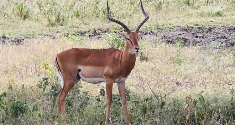 Antilope, die in der Savanne steht.