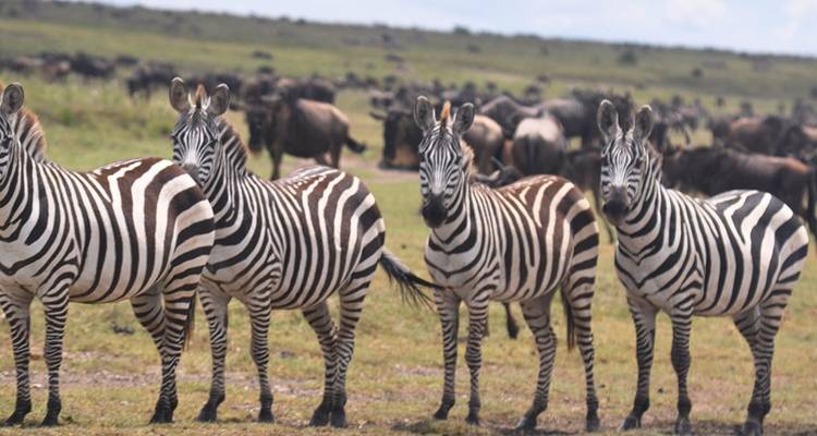 Zebras, die in der Savanne stehen, mit einer Herde im Hintergrund.