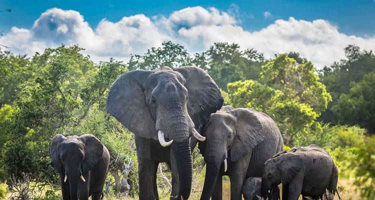 Eine Elefantenherde in einer üppigen Landschaft.
