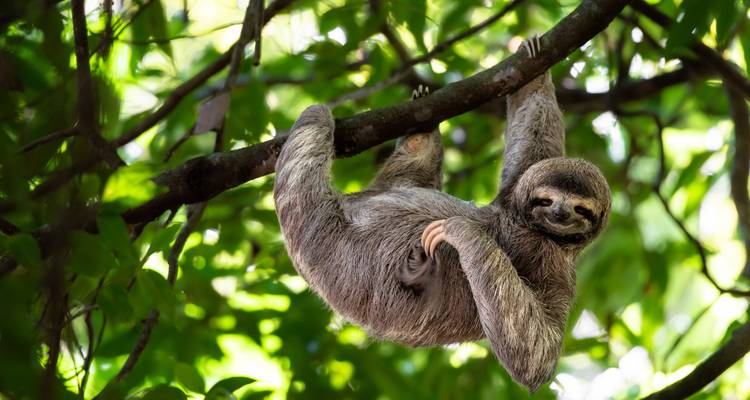 Costa Rica: Wildlife Conservation, Permaculture and Responsible Tourism - GIVE Volunteers 2