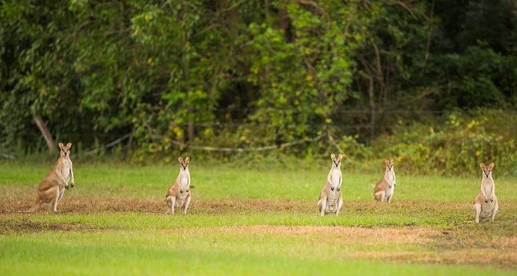 Aventure dans le Top End et à Kakadu - Intrepid Travel 8