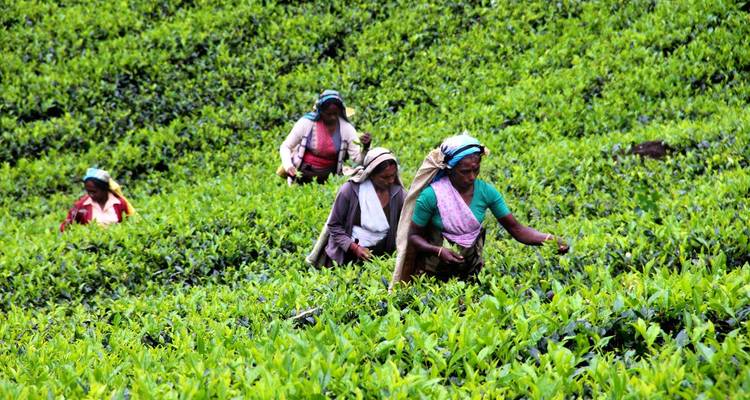Expedición de aventura por la vida salvaje de Sri Lanka (Privada a medida) - Odynovo 4
