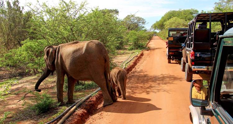 Expedición de aventura por la vida salvaje de Sri Lanka (Privada a medida) - Odynovo 10