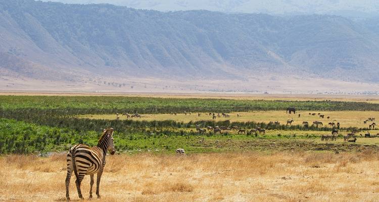 Excursión a los gorilas, Kenia y Tanzania - 28 días - On The Go Tours 10