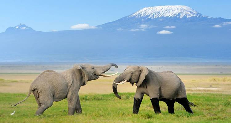 Two elephants face off playfully on grassy plains with snow-capped Mount Kilimanjaro behind