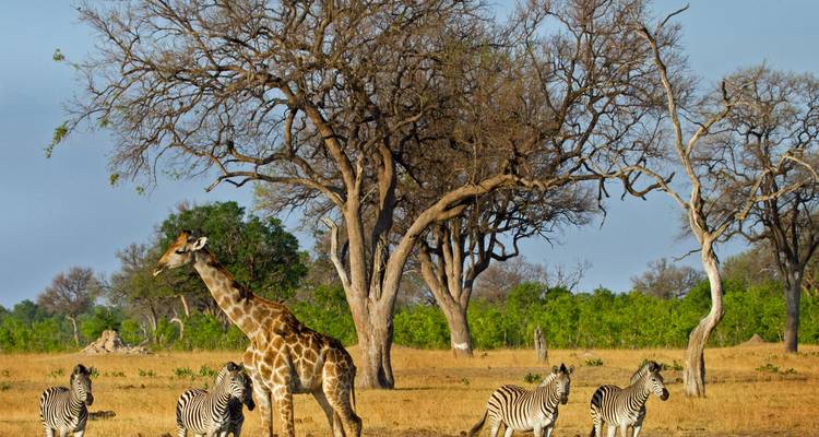 A giraffe and zebras in a savanna setting with trees in the background.