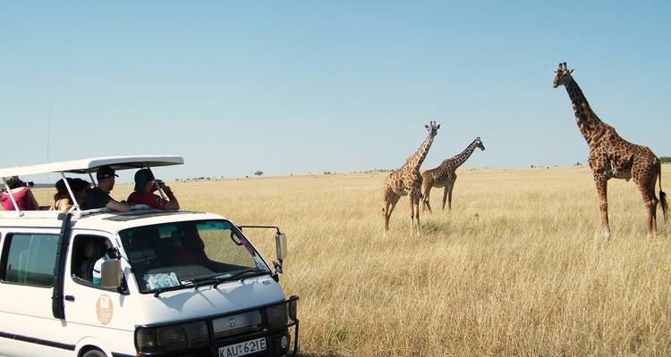 Safari van observing giraffes on a grassland.