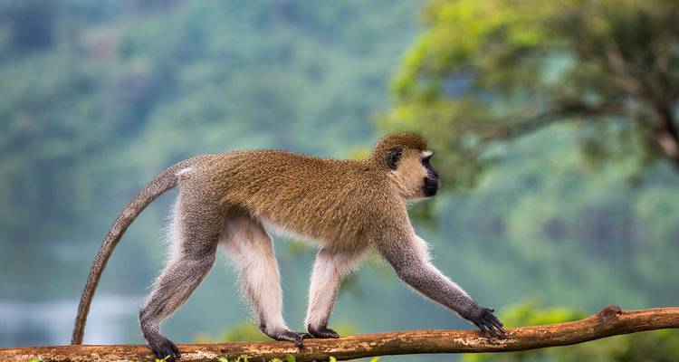 Un singe vervet marchant le long d'une branche d'arbre avec un lac et une forêt en arrière-plan.