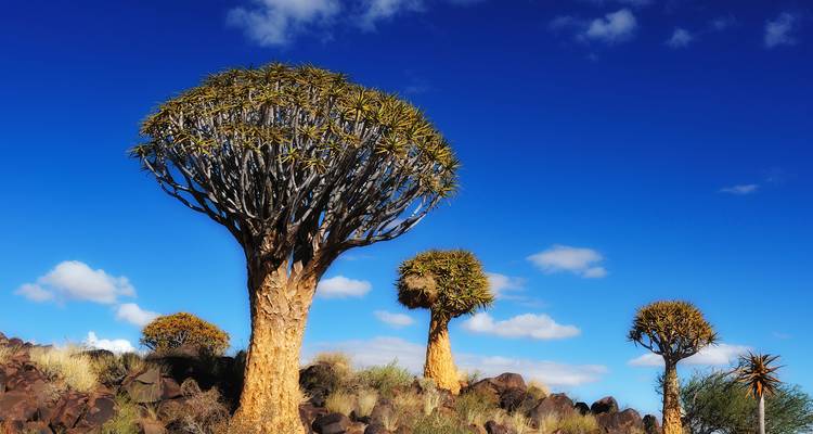 De Joburg a las cataratas Victoria - 12 días - On The Go Tours 9