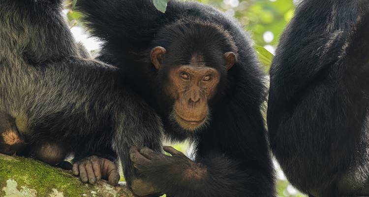 Gros plan d'un chimpanzé grimpant le long d'une branche moussue dans la dense forêt tropicale ougandaise.