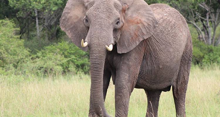 Safari de 15 jours au Kenya et en Tanzanie - Afrique de l'Est - Hazzes Adventure 1