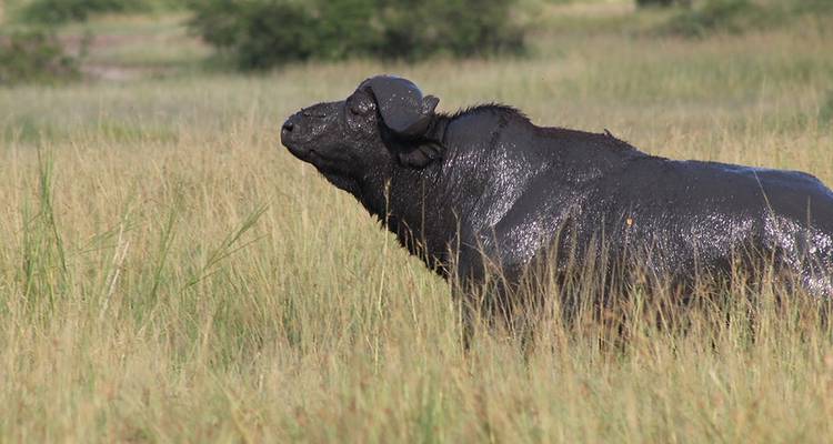 Safari de 15 jours au Kenya et en Tanzanie - Afrique de l'Est - Hazzes Adventure 3