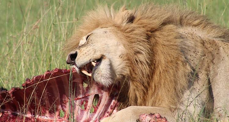 Safari de 15 jours au Kenya et en Tanzanie - Afrique de l'Est - Hazzes Adventure 4