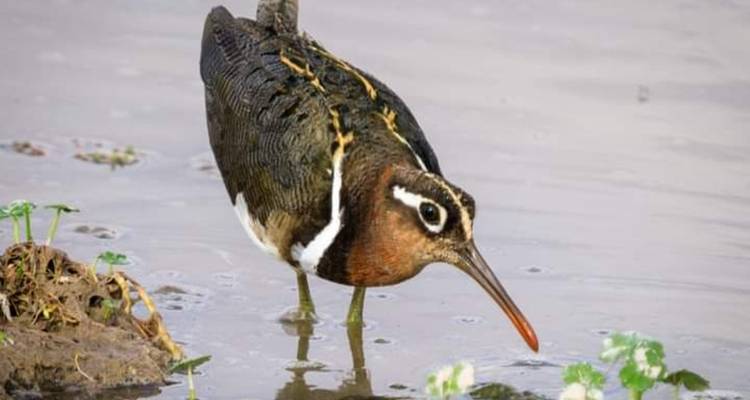 Oiseau pataugeant dans l'eau peu profonde, possiblement un type de bécasseau.