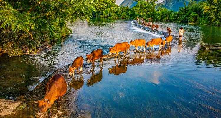 Cattle crossing a river with a person guiding them.