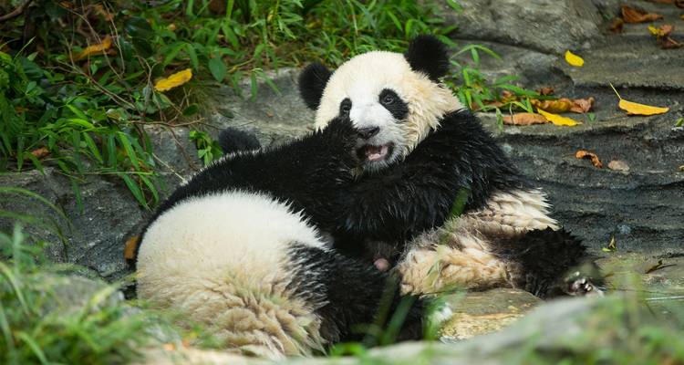 Triángulo de oro de China con Chengdu y Tíbet (privado a medida) - Odynovo 9
