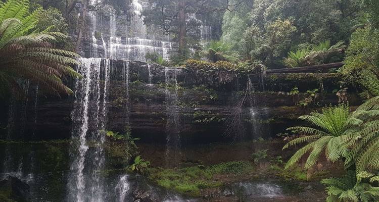 Wasserfall, der in ein üppig grünes bewaldetes Gebiet hinabstürzt.