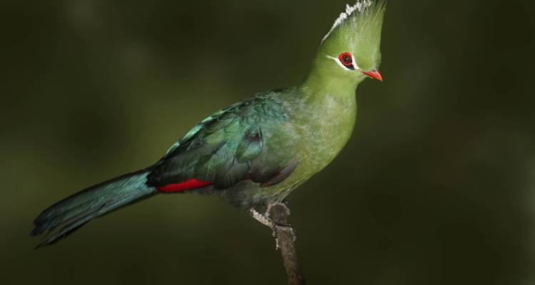 Aventure de 12 jours entre l'Afrique du Sud et les chutes Victoria - BrushBuck Wildlife Tours 1
