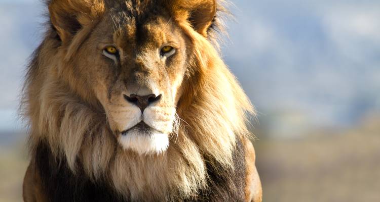 Aventure de 12 jours entre l'Afrique du Sud et les chutes Victoria - BrushBuck Wildlife Tours 3