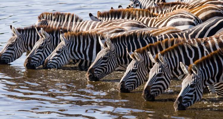 Aventure de 12 jours entre l'Afrique du Sud et les chutes Victoria - BrushBuck Wildlife Tours 4