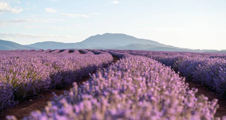 Tasmania’s Most Iconic  in 11 Days - Tassie Tours Tasmania 1