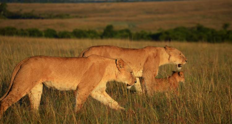 De Nairobi a Masai Mara: Safaris en grupo pequeño de 3 días y 2 noches - JOYINA SAFARIS AFRICA 2