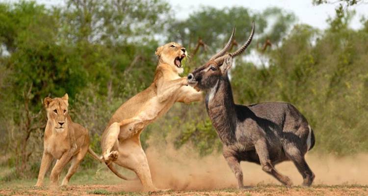 De Nairobi a Masai Mara: Safaris en grupo pequeño de 3 días y 2 noches - JOYINA SAFARIS AFRICA 4