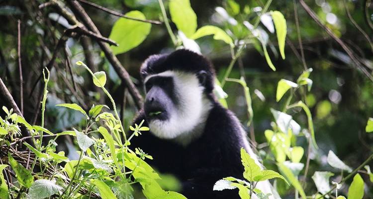9 días monte Kilimanjaro ruta Machame - excursionismo en - Hazzes Adventure 8