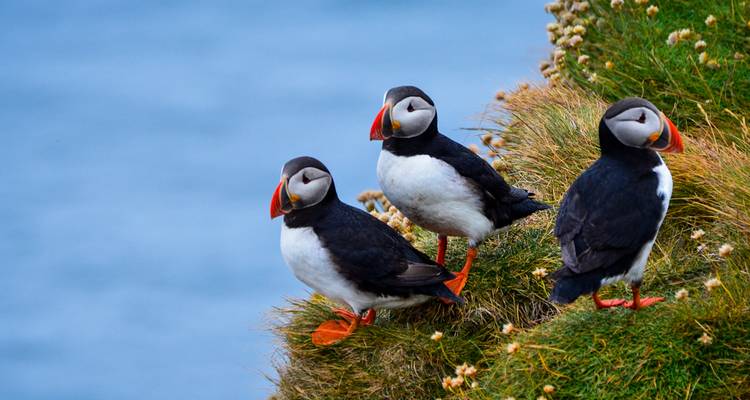 Trois macareux perchés sur une falaise herbeuse au-dessus de l'océan bleu.